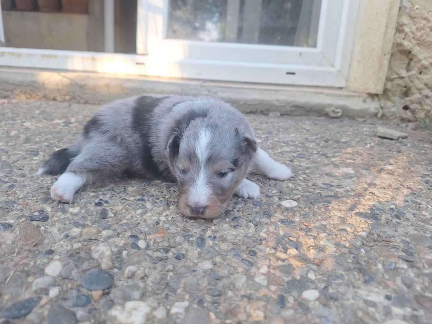 de la Chambrette Agenaise - Chiots disponibles - Shetland Sheepdog