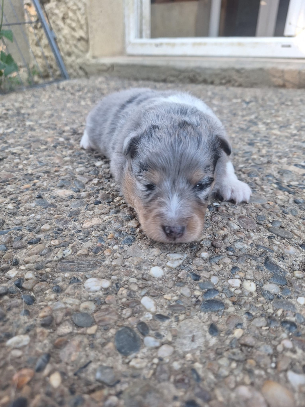 de la Chambrette Agenaise - Chiots disponibles - Shetland Sheepdog