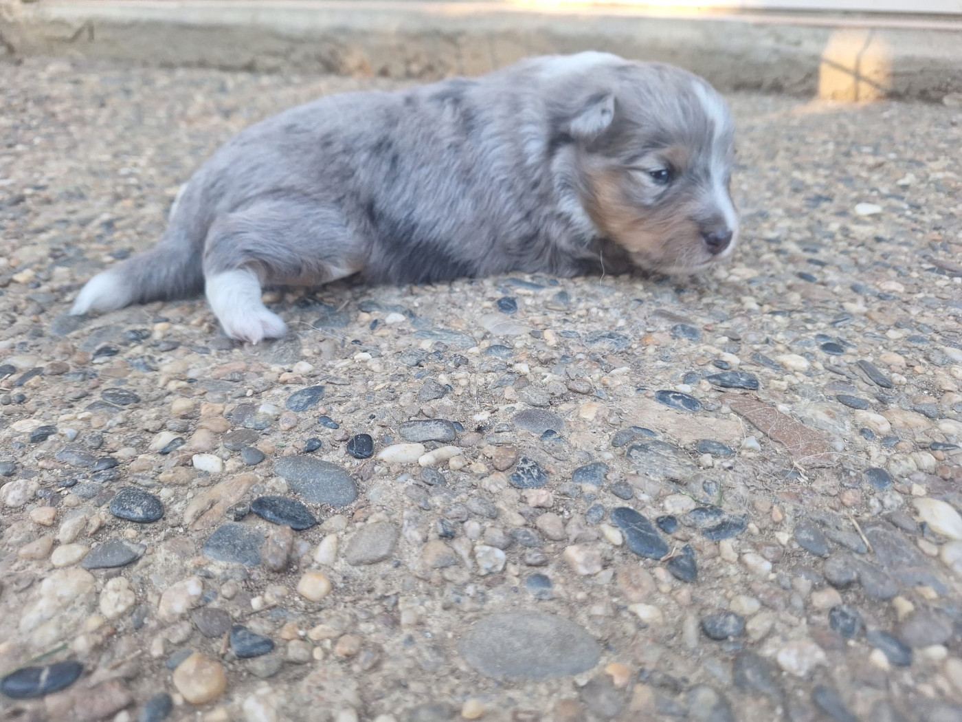 de la Chambrette Agenaise - Chiots disponibles - Shetland Sheepdog