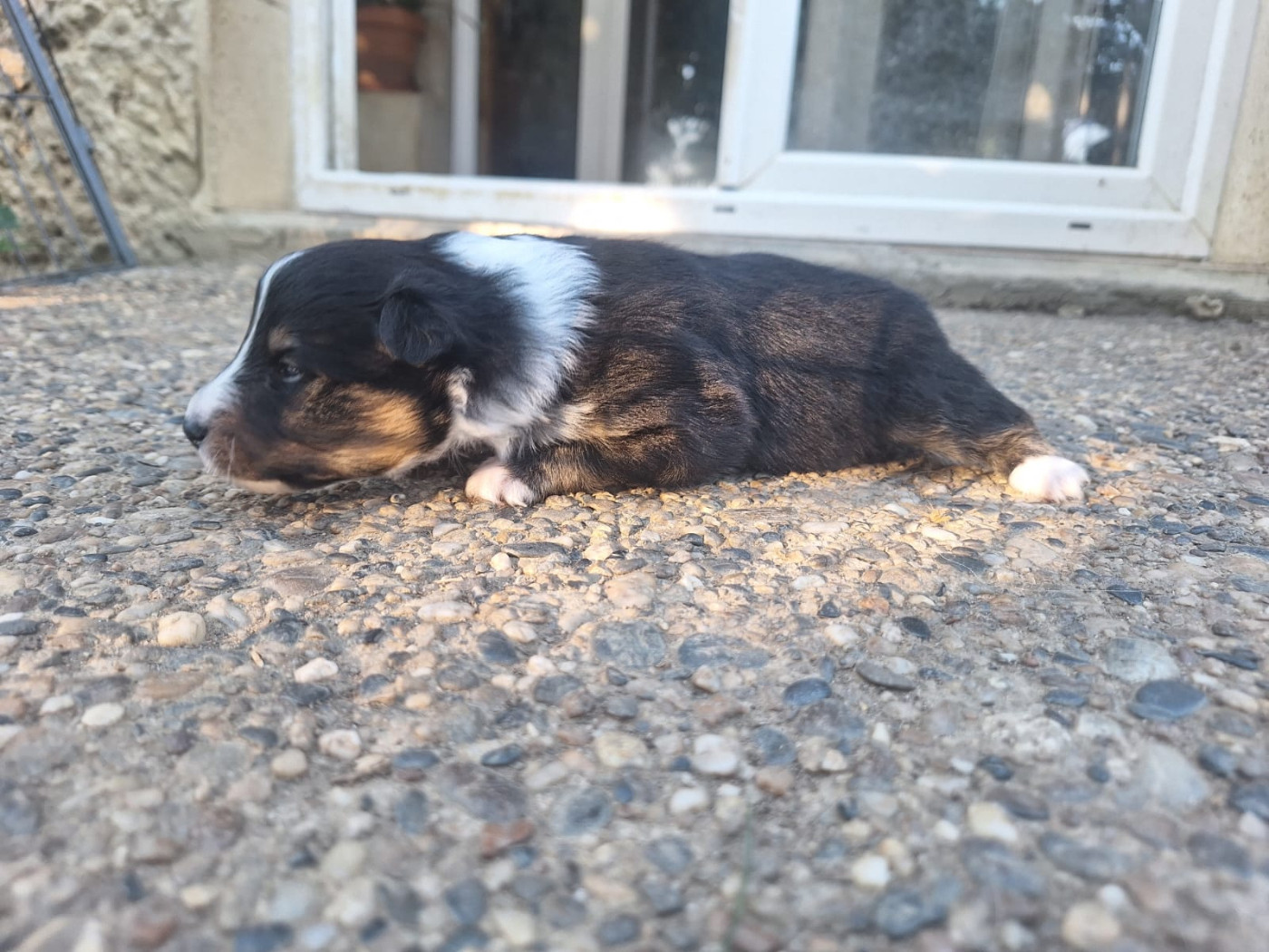 de la Chambrette Agenaise - Chiots disponibles - Shetland Sheepdog