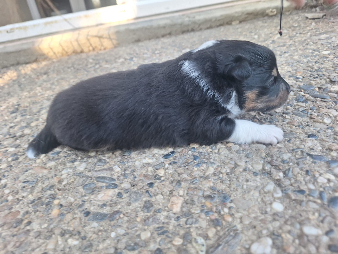 de la Chambrette Agenaise - Chiots disponibles - Shetland Sheepdog
