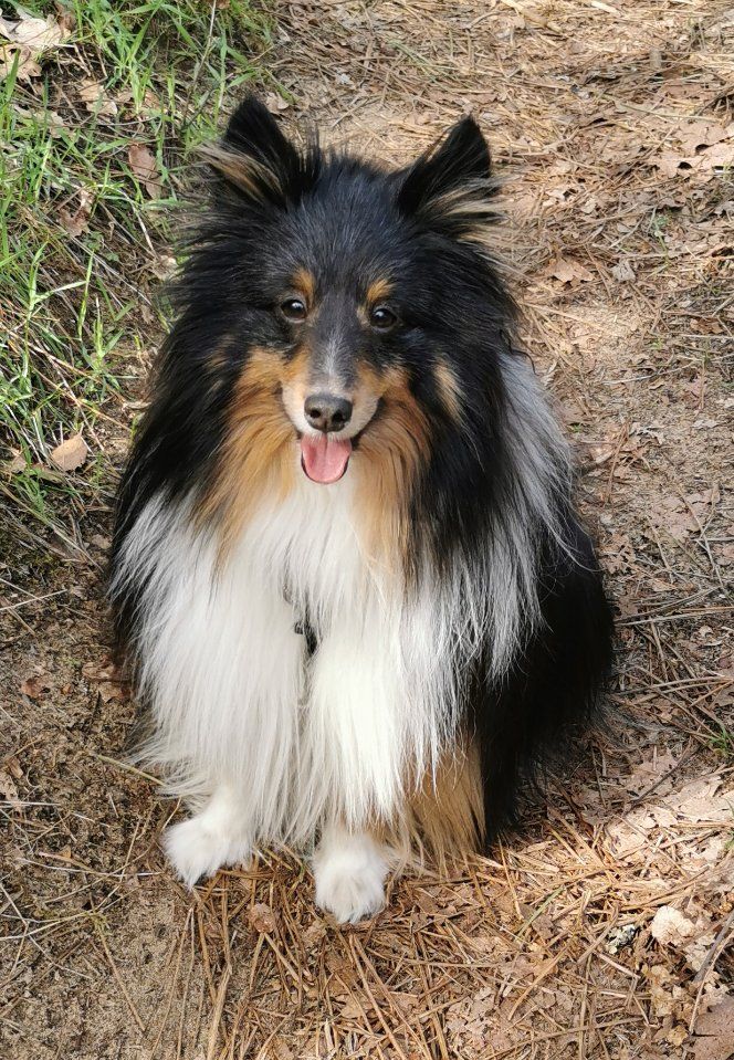 de la Chambrette Agenaise - Shetland Sheepdog - Portée née le 16/03/2018