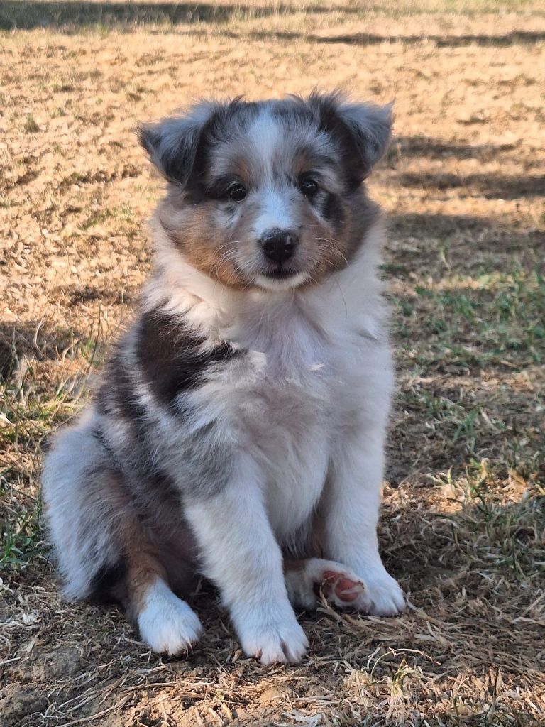 de la Chambrette Agenaise - Chiots disponibles - Shetland Sheepdog
