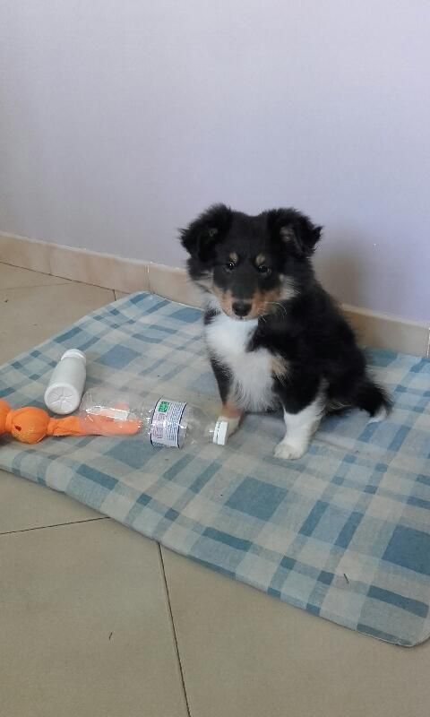 de la Chambrette Agenaise - Shetland Sheepdog - Portée née le 16/01/2020