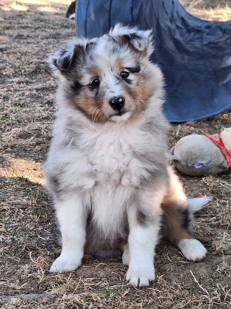 de la Chambrette Agenaise - Chiots disponibles - Shetland Sheepdog