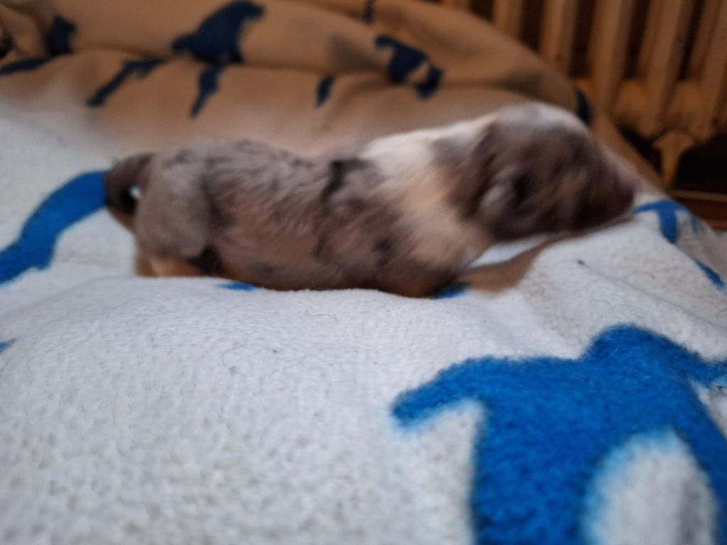 de la Chambrette Agenaise - Chiots disponibles - Shetland Sheepdog