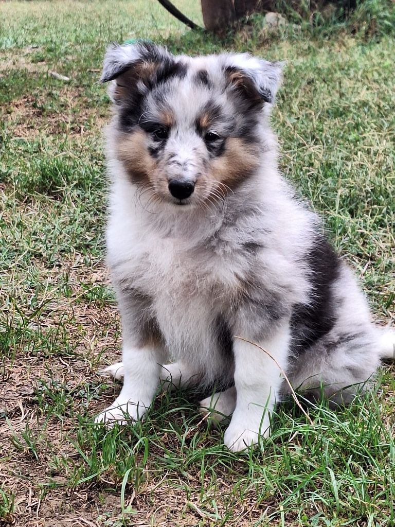 de la Chambrette Agenaise - Chiots disponibles - Shetland Sheepdog