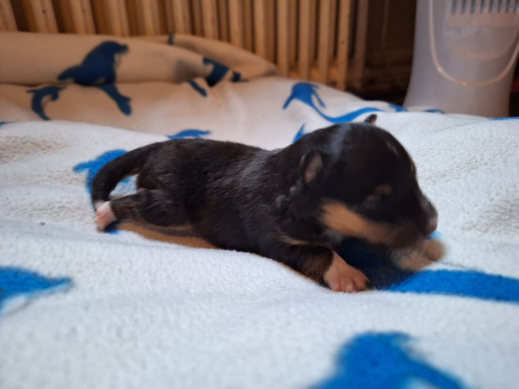de la Chambrette Agenaise - Chiots disponibles - Shetland Sheepdog
