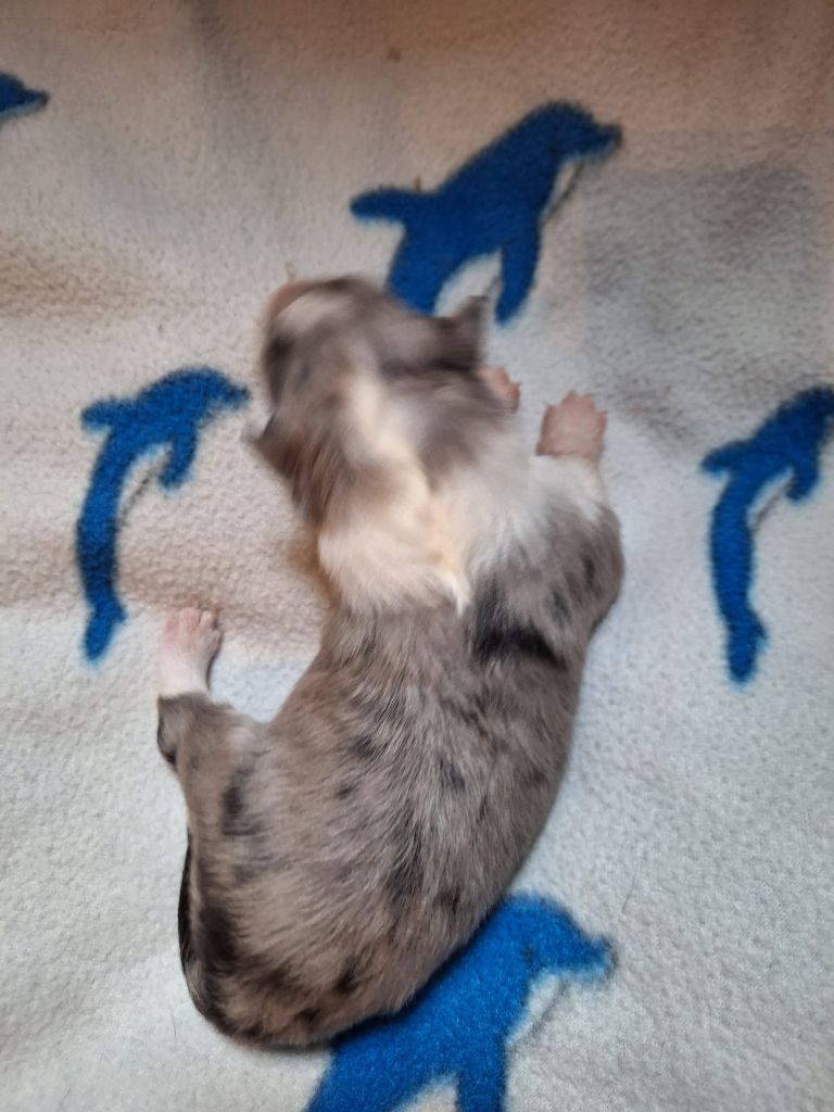 de la Chambrette Agenaise - Chiots disponibles - Shetland Sheepdog