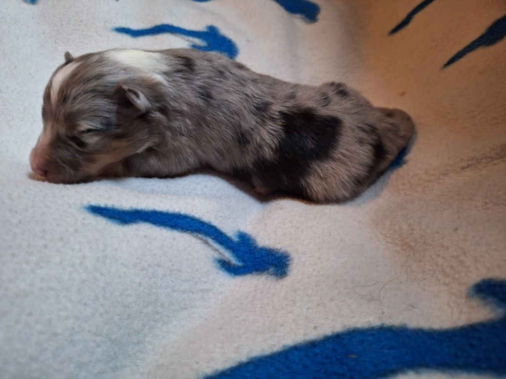 de la Chambrette Agenaise - Chiots disponibles - Shetland Sheepdog