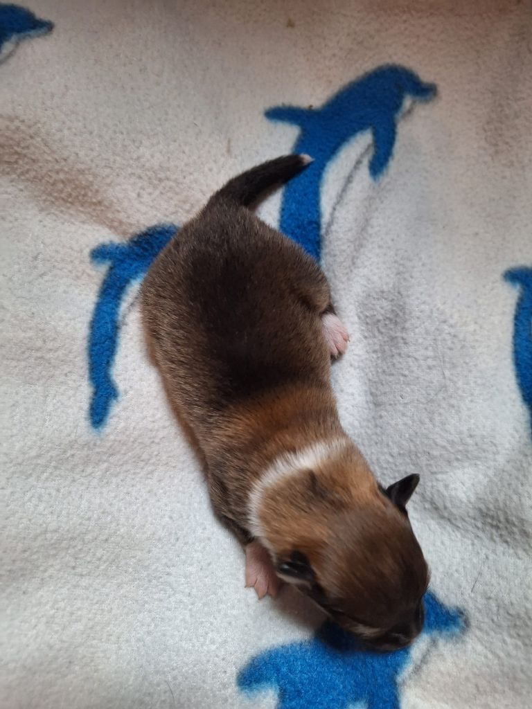 de la Chambrette Agenaise - Chiots disponibles - Shetland Sheepdog