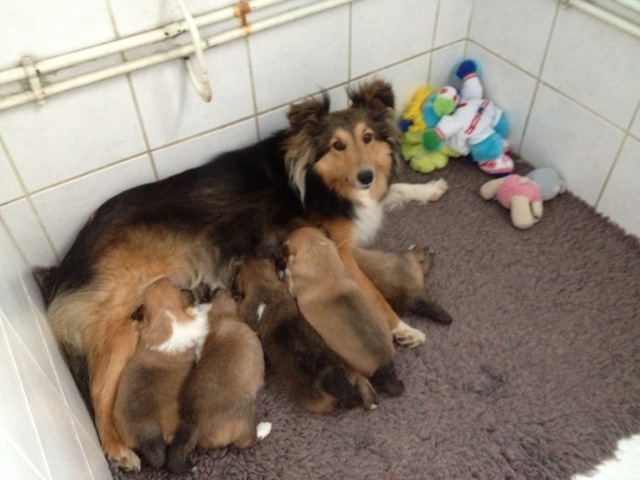 de la Chambrette Agenaise - Shetland Sheepdog - Portée née le 01/04/2013