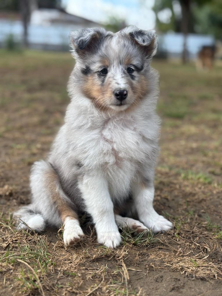 de la Chambrette Agenaise - Chiots disponibles - Shetland Sheepdog