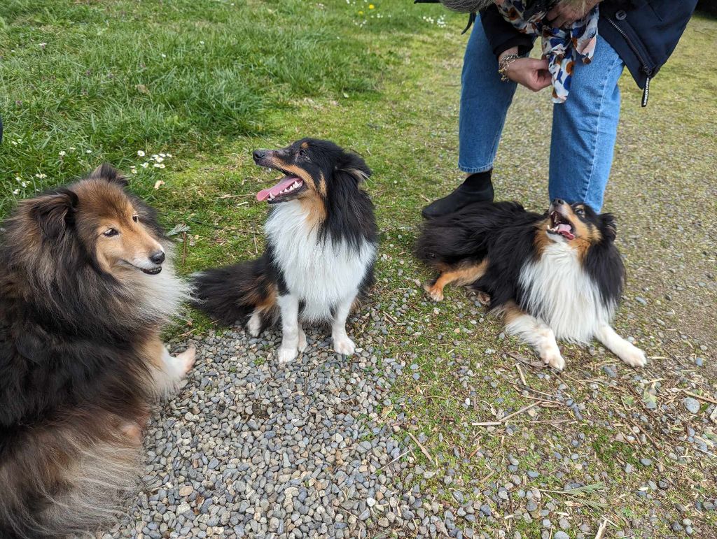 de la Chambrette Agenaise - Shetland Sheepdog - Portée née le 28/03/2023