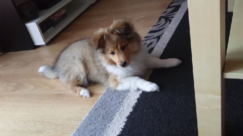 de la Chambrette Agenaise - Shetland Sheepdog - Portée née le 14/01/2016