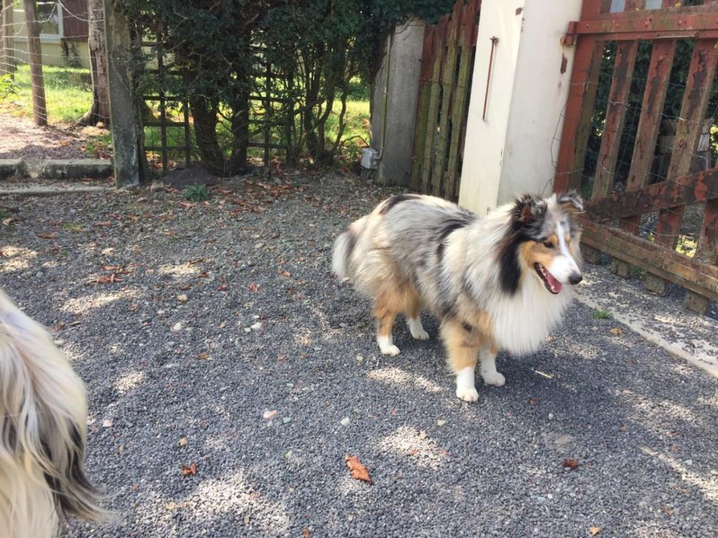 de la Chambrette Agenaise - Shetland Sheepdog - Portée née le 23/07/2017