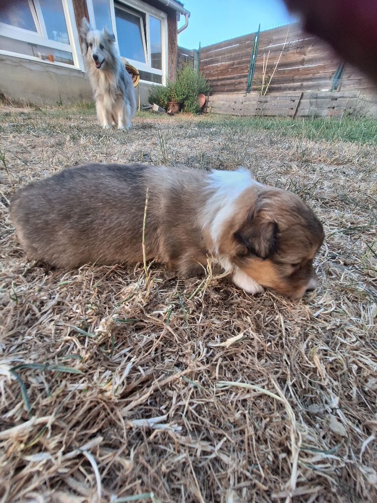 de la Chambrette Agenaise - Chiots disponibles - Shetland Sheepdog