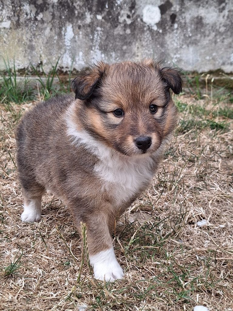 de la Chambrette Agenaise - Chiots disponibles - Shetland Sheepdog