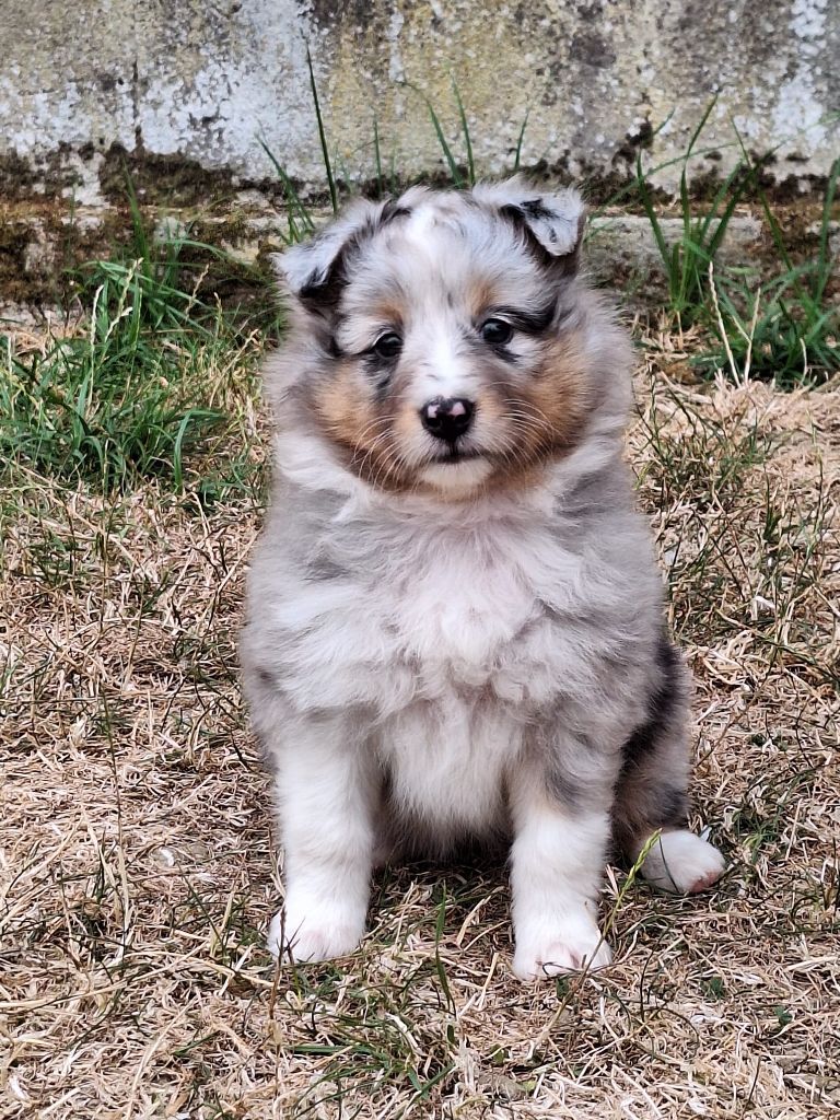 de la Chambrette Agenaise - Chiots disponibles - Shetland Sheepdog