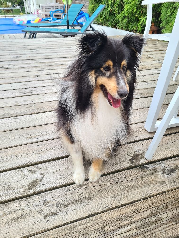 de la Chambrette Agenaise - Shetland Sheepdog - Portée née le 17/07/2017