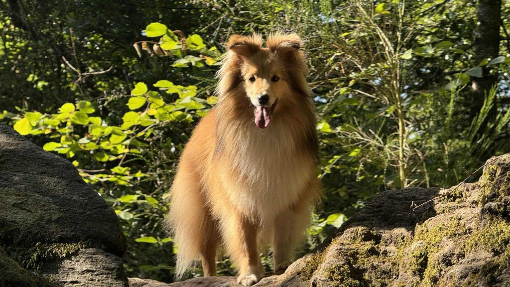 de la Chambrette Agenaise - Shetland Sheepdog - Portée née le 08/03/2021