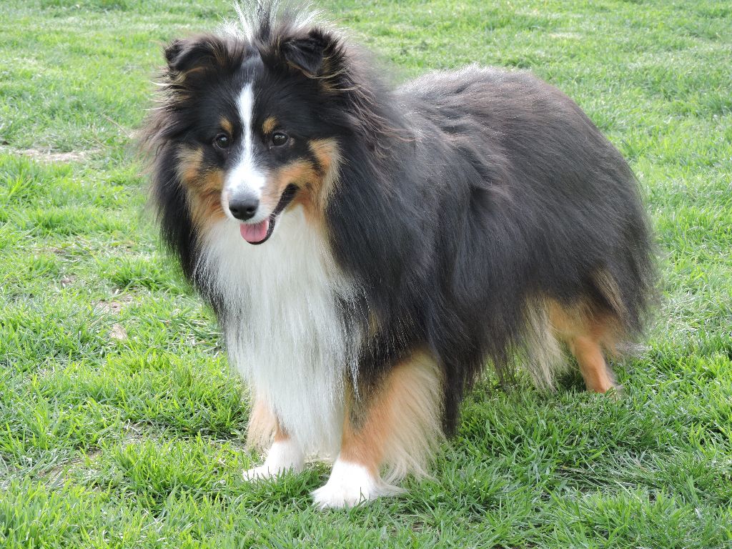 de la Chambrette Agenaise - Shetland Sheepdog - Portée née le 02/12/2018