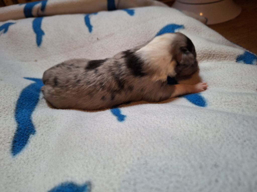 de la Chambrette Agenaise - Chiots disponibles - Shetland Sheepdog