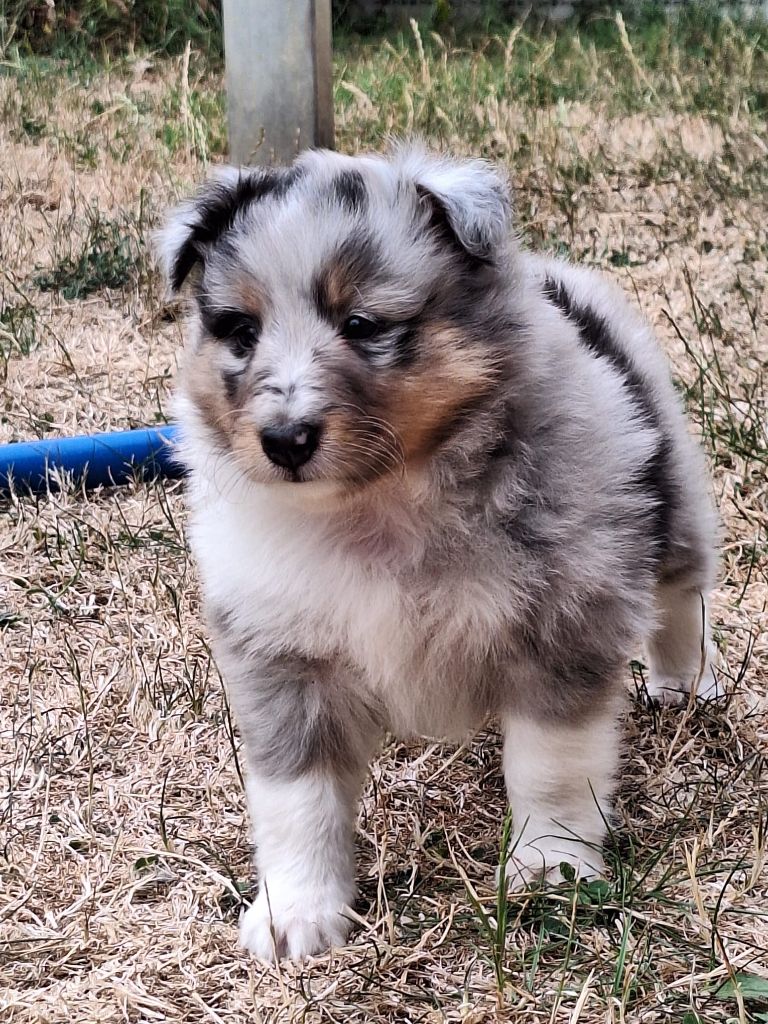 de la Chambrette Agenaise - Chiots disponibles - Shetland Sheepdog