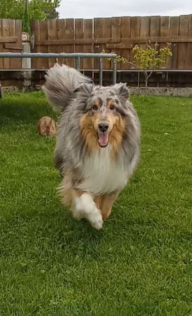 de la Chambrette Agenaise - Shetland Sheepdog - Portée née le 28/03/2023