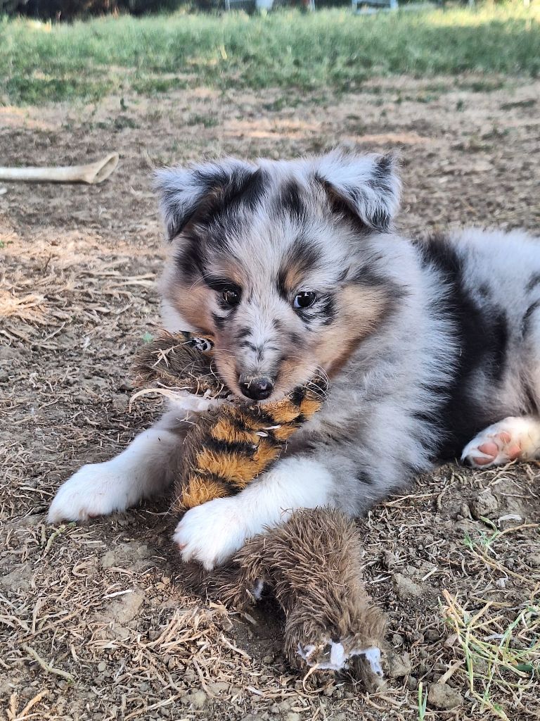de la Chambrette Agenaise - Chiots disponibles - Shetland Sheepdog