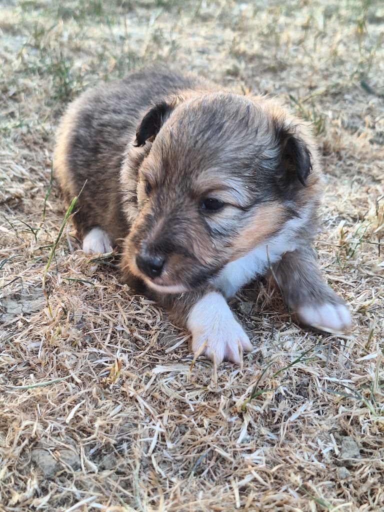 de la Chambrette Agenaise - Chiots disponibles - Shetland Sheepdog