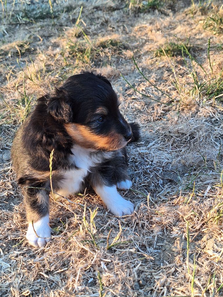 de la Chambrette Agenaise - Chiots disponibles - Shetland Sheepdog