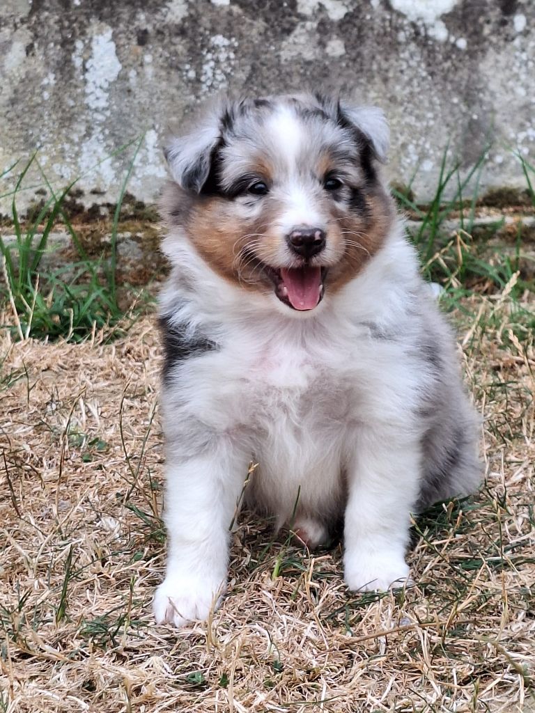 de la Chambrette Agenaise - Chiots disponibles - Shetland Sheepdog