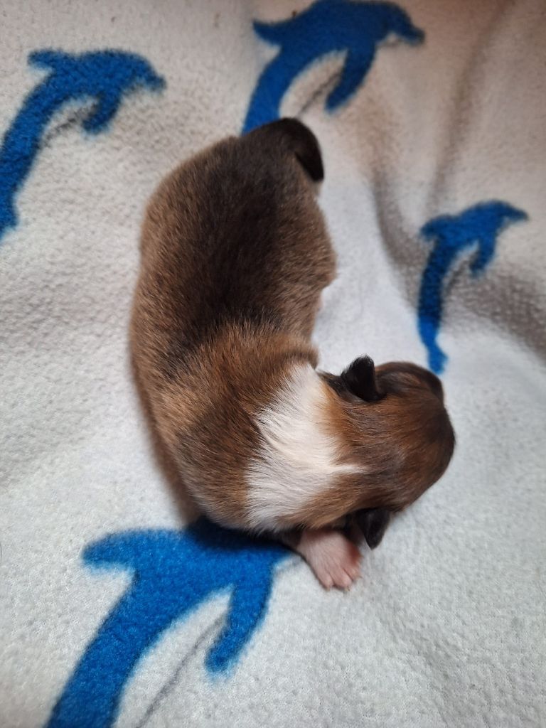 de la Chambrette Agenaise - Chiots disponibles - Shetland Sheepdog